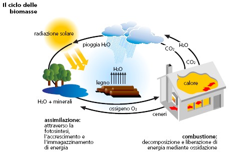 Immagine: il ciclo delle biomasse