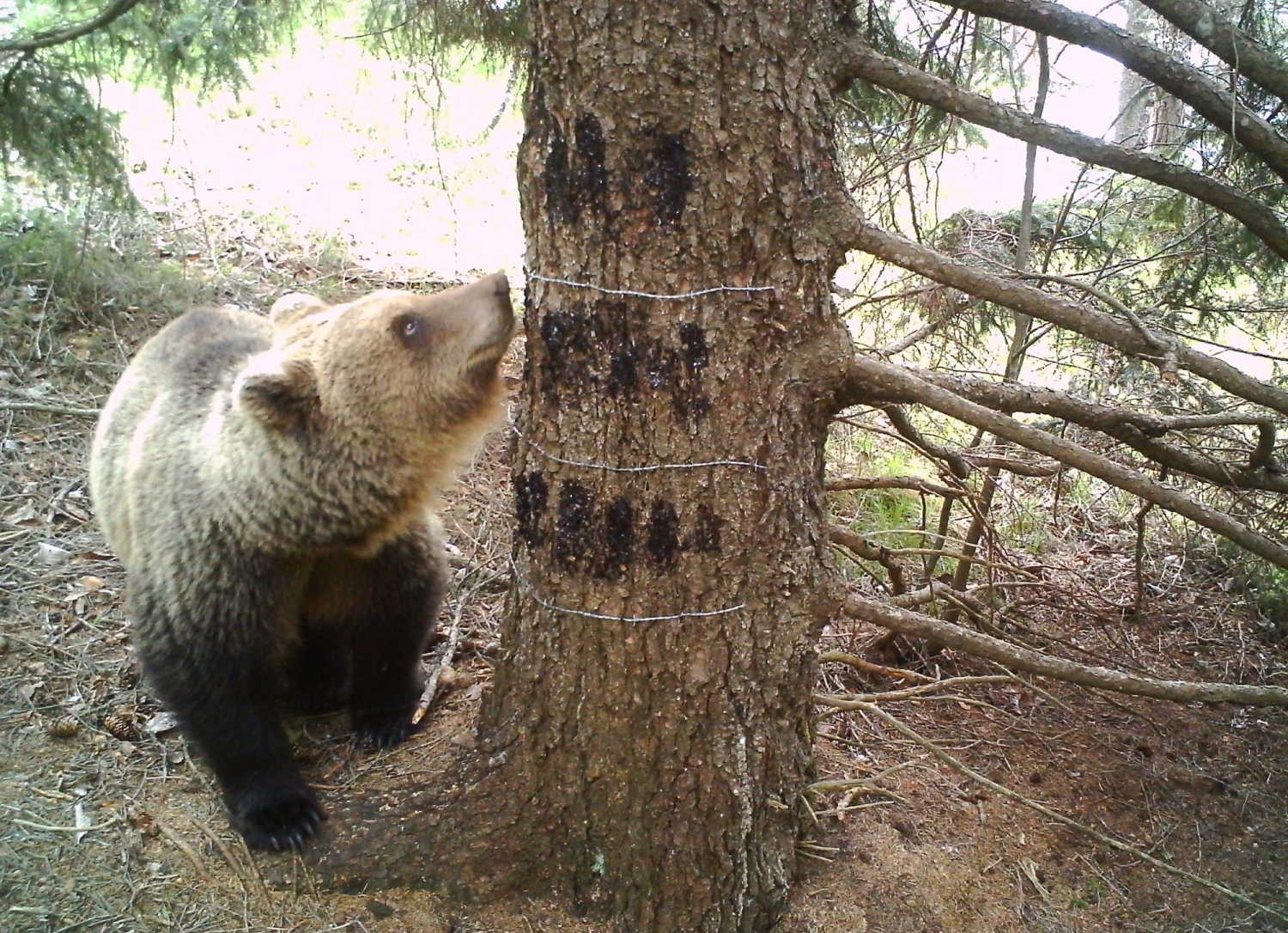 L'orso bruno in Alto Adige