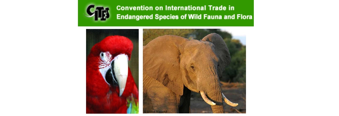 Convenzione sul commercio internazionale delle specie animali e vegetali selvatiche minacciate di estinzione (CITES)