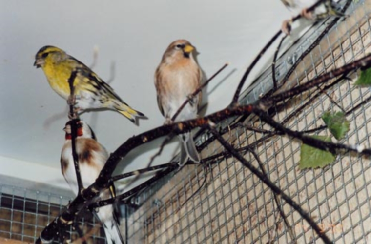 Detenzione Di Uccelli Fauna Caccia Pesca Amministrazione Provinciale Provincia Autonoma Di Bolzano Alto Adige