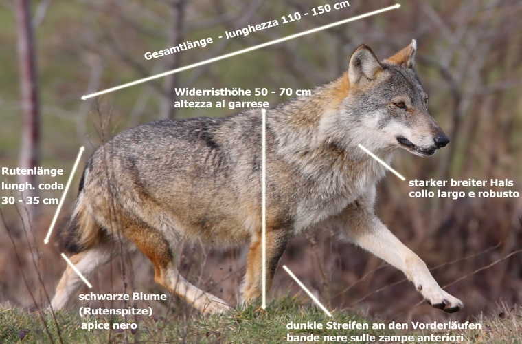 Morfologia del corpo di un lupo