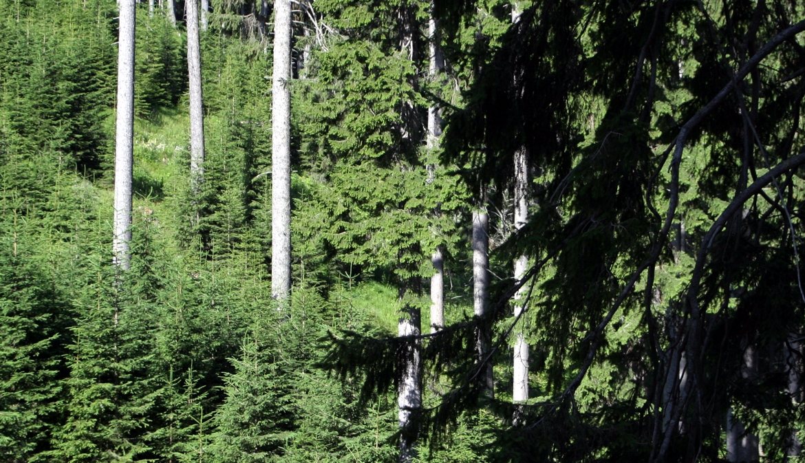 Boschi, sostenibilità  e tutela dell'ambiente