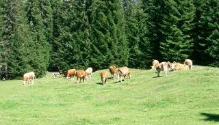 Bovini al pascolo