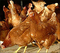 Galline