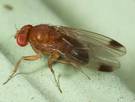 Maschio di Drosophila suzukii