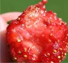 Fragola colpita