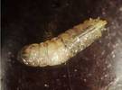 Larva di Drosophila suzukii