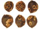 Noccioli con tipiche tacche rotondeggianti di colore chiaro a forma ben definita