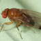 Il moscerino dei piccoli frutti (Drosophila suzukii)