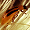 La Diabrotica del mais (Diabrotica virgifera virgifera)