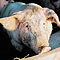 Zootecnia e Protezione animali