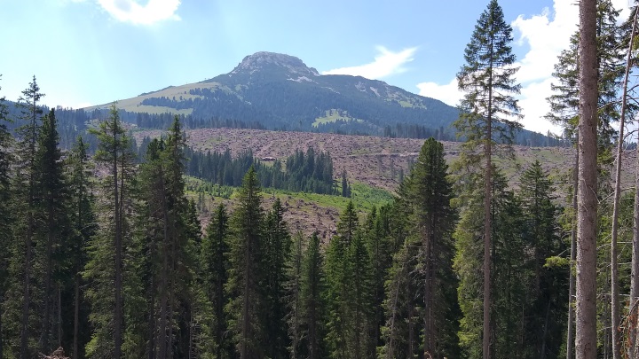 Sturmholzaufarbeitung – großartige Bemühungen der Waldeigentümer 