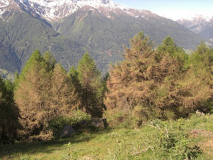 Alcuni larici colpiti dalla tortrice grigia in Val Venosta