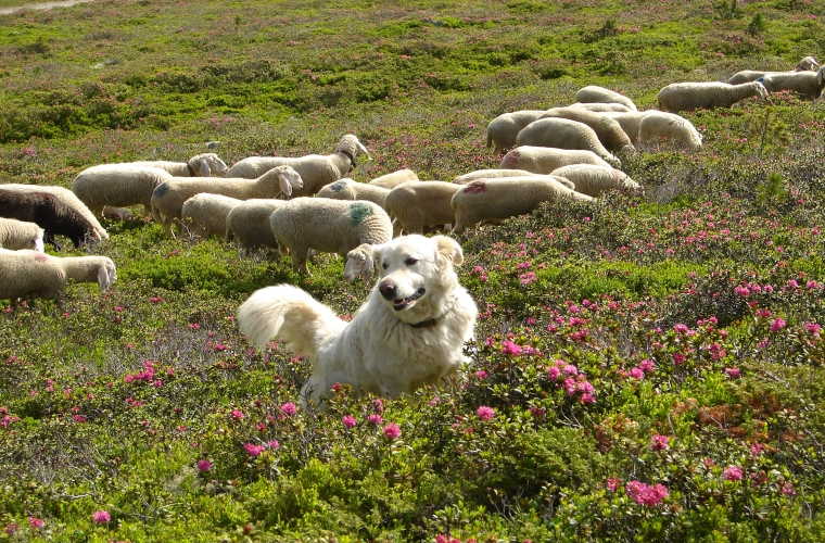 Cane da guardiania con gregge di pecore