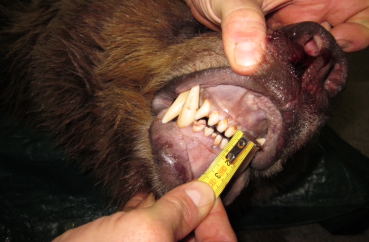 Denti dell'orso bruno