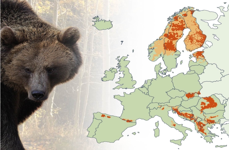 Verbreitung Braunbär in Europa