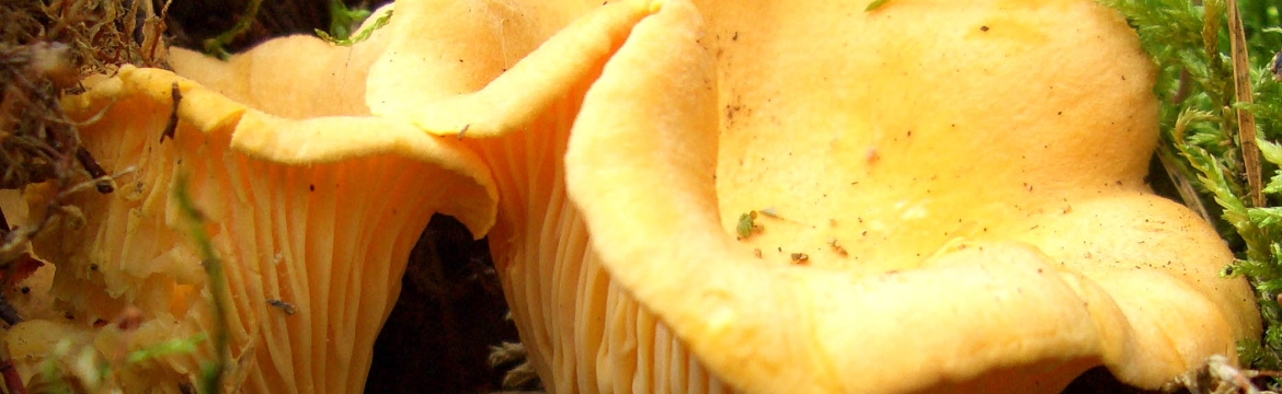 Disposizioni sulla raccolta di funghi Disposizioni sulla raccolta di funghi