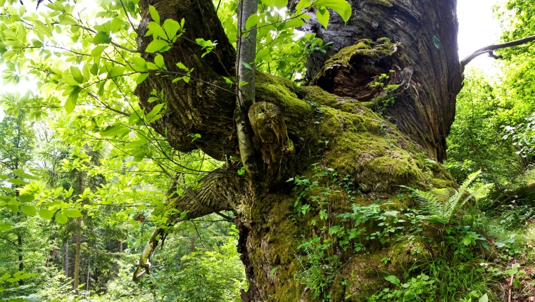 Promozione della biodiversità