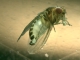 Un esemplare di Drosophila suzukii femmina (Foto: Centro sperimentazione Laimburg)