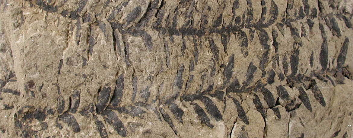Paläontologie Paläontologie