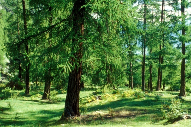 Lärchenwald