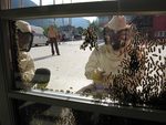 Raccolta di sciame d'api