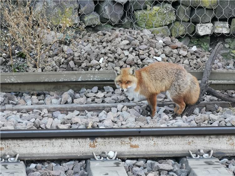 Volpe selvatica salvata dai Vigili del fuoco